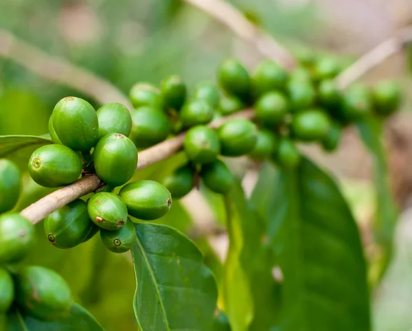 Grãos de café não maduros  . — Fotografia de Stock