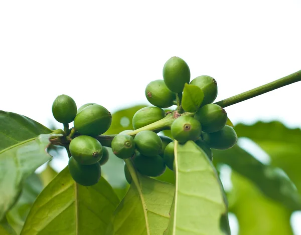 Grãos de café não maduros  . — Fotografia de Stock