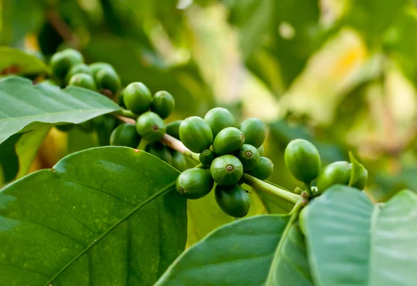 Unripe coffee beans . — Stock Photo, Image