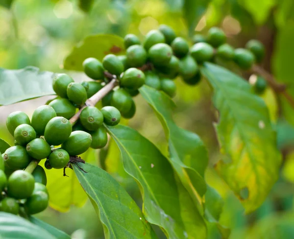 olgunlaşmamış kahve çekirdekleri .