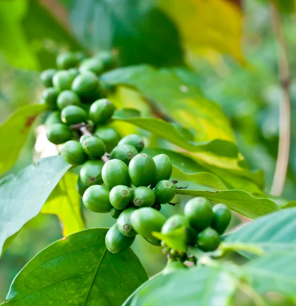 Unripe coffee beans . — Stock Photo, Image