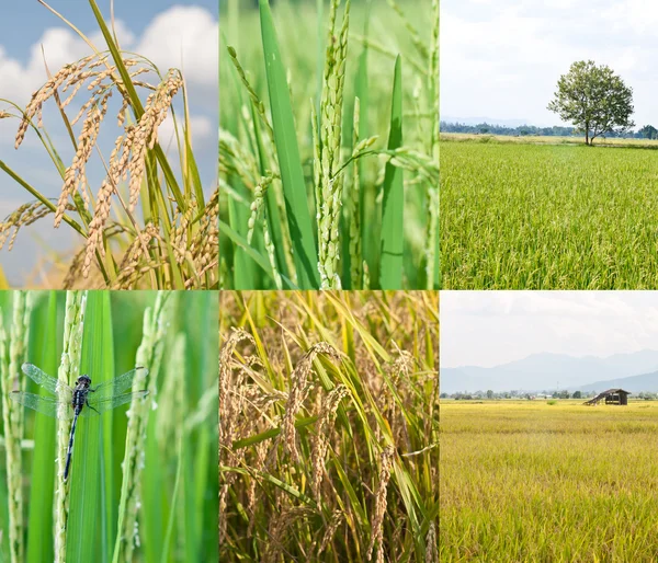 Paddy rice plant — Stock Photo, Image