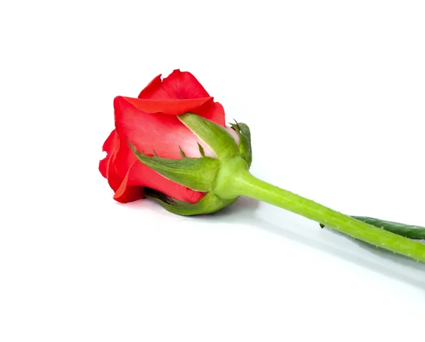 아름 다운 붉은 장미. — 스톡 사진