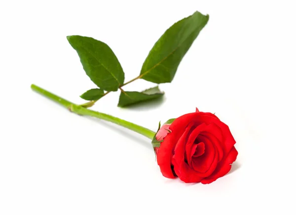 Όμορφο κόκκινο τριαντάφυλλο. — Φωτογραφία Αρχείου