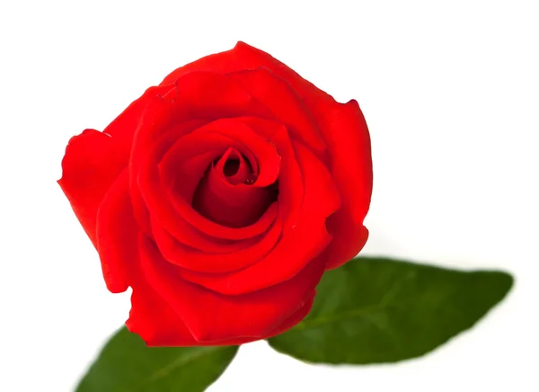 Hermosa rosa roja . —  Fotos de Stock