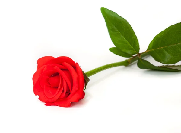 Belle rose rouge . — Photo