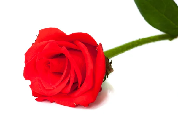 Όμορφο κόκκινο τριαντάφυλλο . — Φωτογραφία Αρχείου