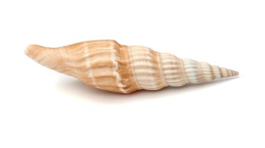 deniz kabuğu .