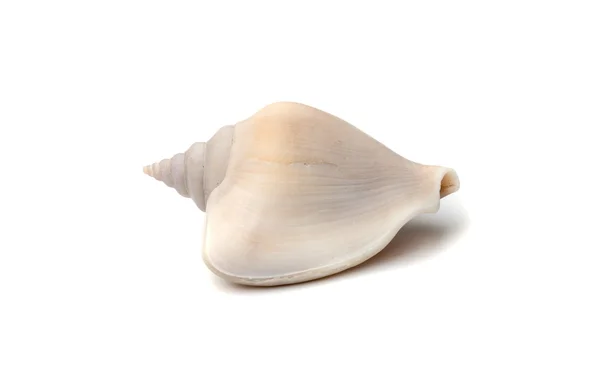 Sea shell . — Stock Photo, Image