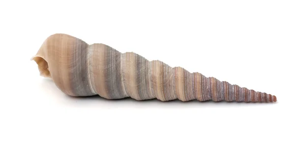 Sea shell . — Stock fotografie