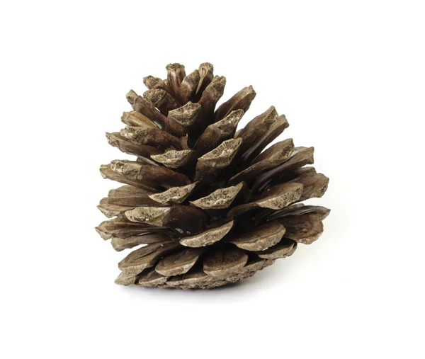 Pine cones. — Stock Photo, Image