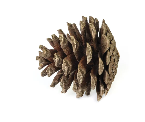 Pine cones. — Stock Photo, Image