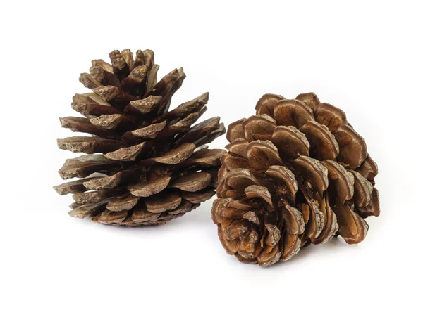 Pine cones. — Stock Photo, Image