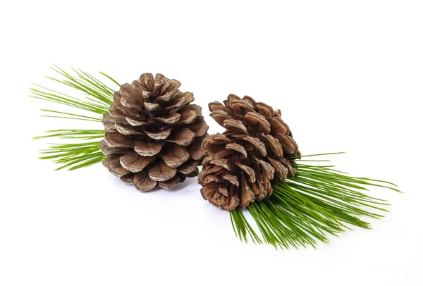 Pine cones. — Stock Photo, Image