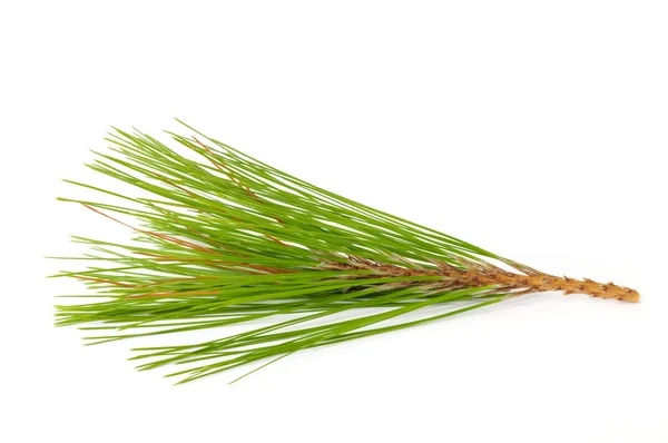 Pine branches. — Stock Photo, Image