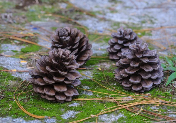 Cones de pinheiro . — Fotografia de Stock