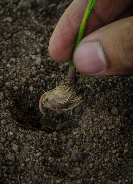 Semis de jeune plante  . — Photo