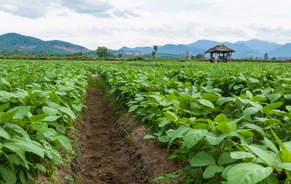 Soy beans plants — Stock Photo, Image