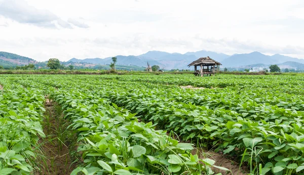 Soy beans plants — Stock Photo, Image