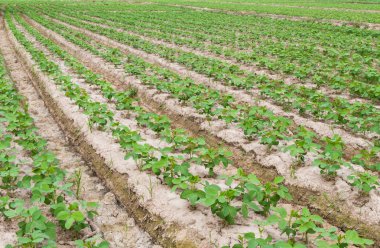 soya fasulyesi bitkiler.