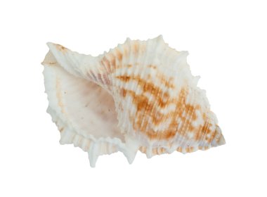 deniz kabuğu .
