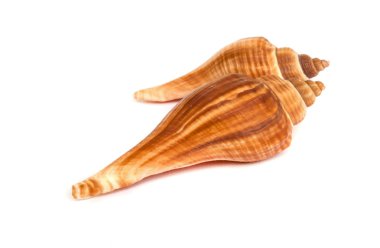 deniz kabuğu .