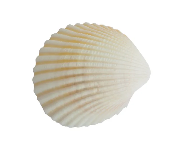 Sea shell . — Stockfoto