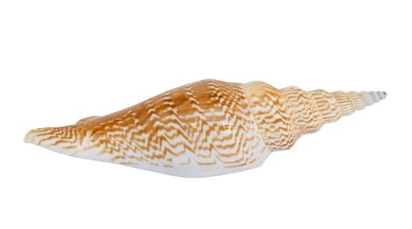 Sea shell . — Stock fotografie