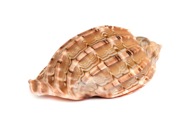 Sea shell . — Stockfoto