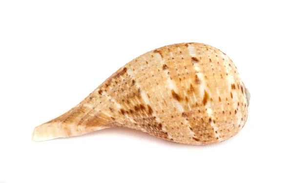 Sea shell . — Stockfoto