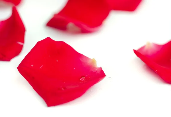 Pétales de rose. — Photo