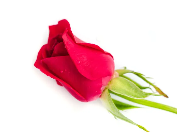 Beautiful blomming red rose. — Stock Photo, Image