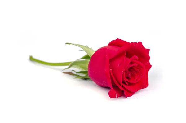 Beautiful blomming red rose. — Stock Photo, Image