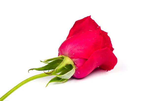 Beautiful blomming red rose. — Stock Photo, Image