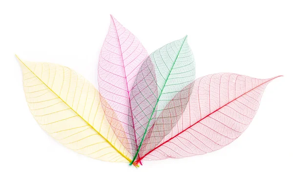 Leaf transparent background. — Stock Photo, Image