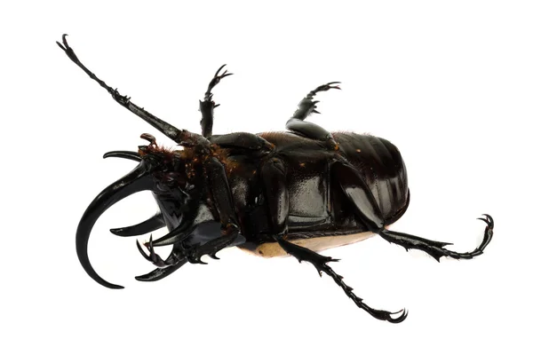 Rhino beetle bug. — Stock Photo, Image