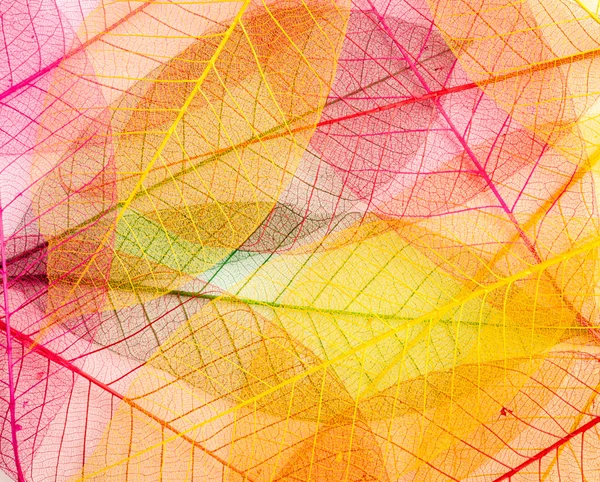 yaprak saydam arka plan.