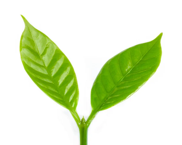 Молодая зеленая капуста . — стоковое фото