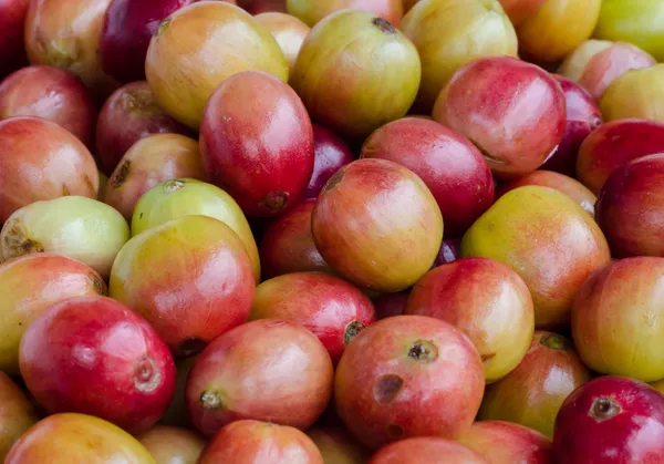 Red ripe coffee beans. — Stock Photo, Image