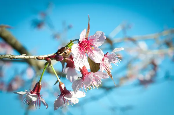 Άνθος λουλούδι Sakura . — Φωτογραφία Αρχείου