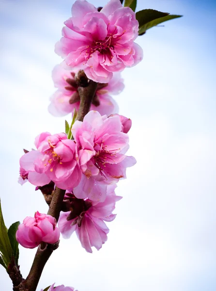 Άνθος λουλούδι Sakura . — Φωτογραφία Αρχείου