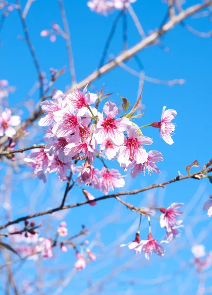 Άνθος λουλούδι Sakura . — Φωτογραφία Αρχείου