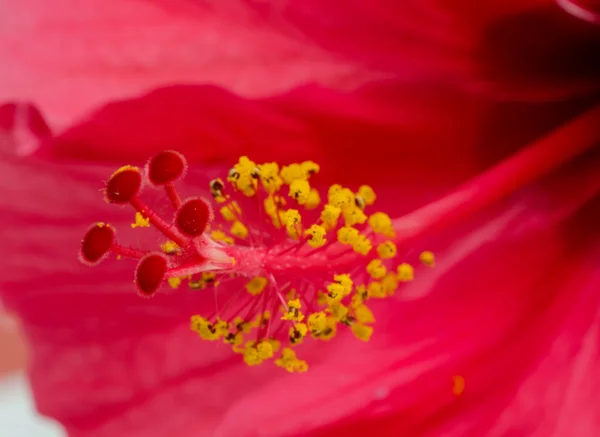 Hibiscus rosa sinensis flower . — Stock Photo, Image