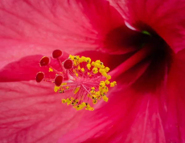 Hibiscus rosa sinensis flower . — Stock Photo, Image