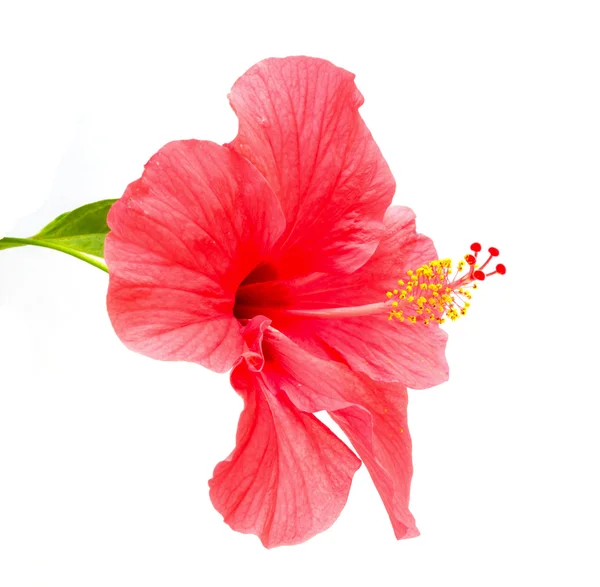 Hibiscus rosa sinensis flower Royalty Free Stock Photos