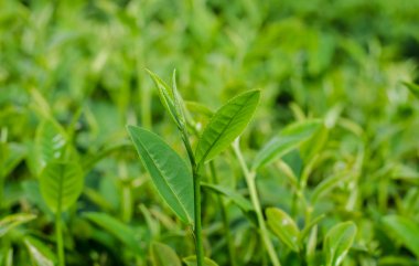 yeşil çay çiftlik.