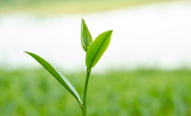 yeşil çay çiftlik.