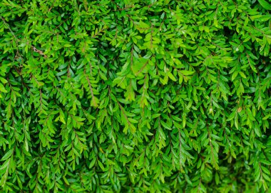 Yeşil Çimen Arkaplanı