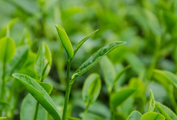 Green tea farm. — Stock Photo, Image