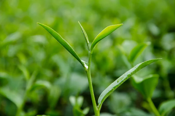 Green tea farm. — Stock Photo, Image